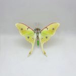 MetalDance (Metal Dance) Steampunk Moth Metal Puzzle Model Kit (6)
