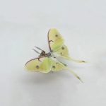 MetalDance (Metal Dance) Steampunk Moth Metal Puzzle Model Kit (6)