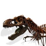 MetalDance (Metal Dance) Tyrannosaurus Rex Skeleton Model (4)