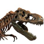 MetalDance (Metal Dance) Tyrannosaurus Rex Skeleton Model (4)