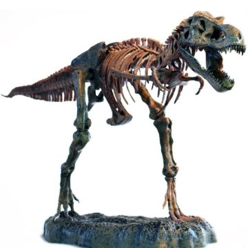 Tyrannosaurus Rex Skeleton Model