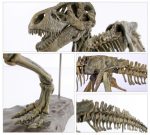MetalDance (Metal Dance) Tyrannosaurus Rex Skeleton Model (4)